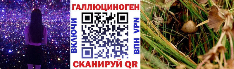 Галлюциногенные грибы Psilocybine cubensis Бабушкин
